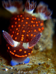 Nudi on top a beer can resting. by Paul Ng 